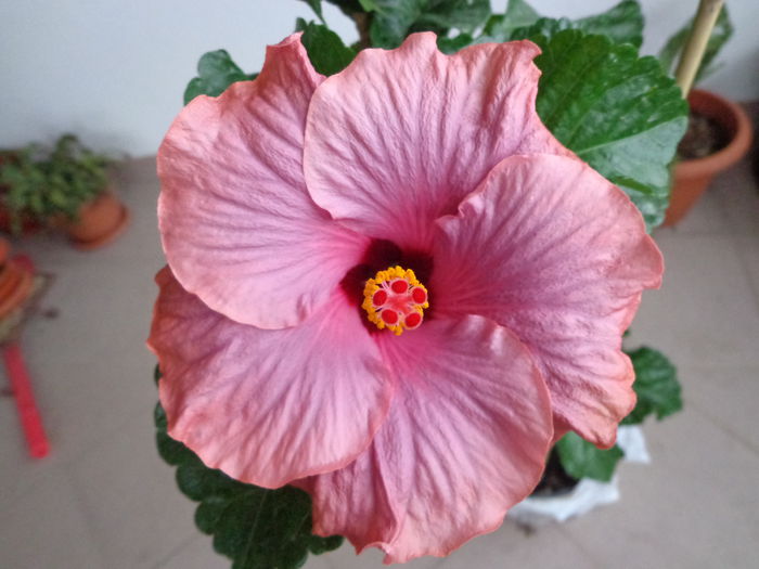 022 - HIBISCUS SEA GRAPE