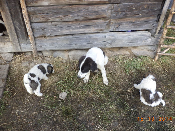 Catelul cu cateii - La Stana in Arinis sa ne vedem caprele noastre