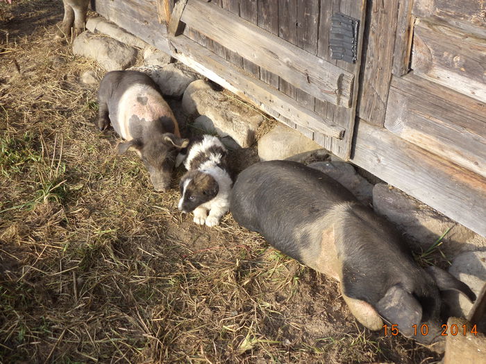 Catelul doarme langa purcei - La Stana in Arinis sa ne vedem caprele noastre