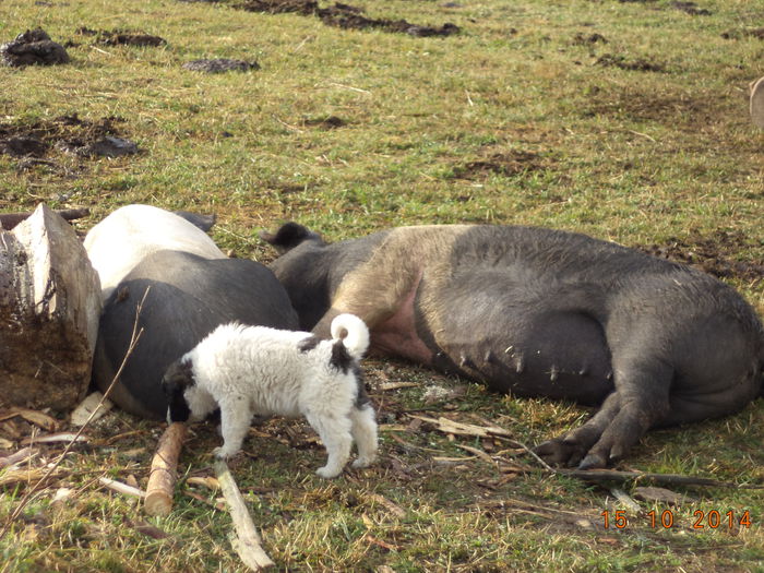 Ciocoflenderul ala mic pe langa porci - La Stana in Arinis sa ne vedem caprele noastre