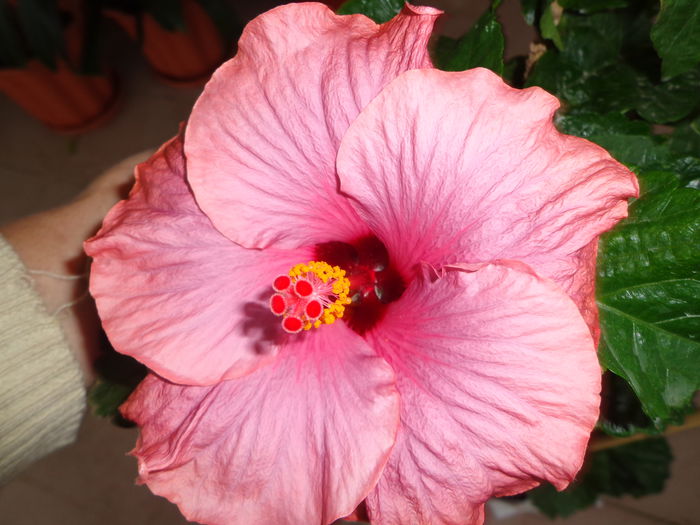 009 - HIBISCUS SEA GRAPE