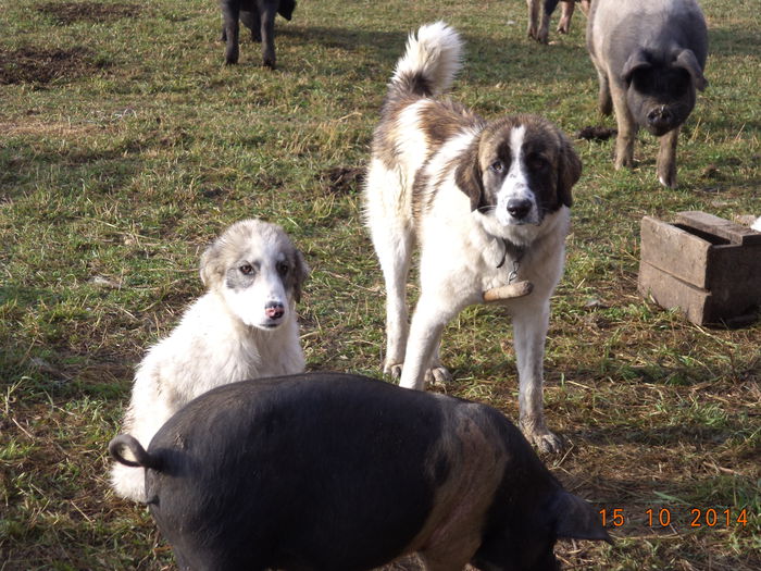 Mama la cateii mici - La Stana in Arinis sa ne vedem caprele noastre