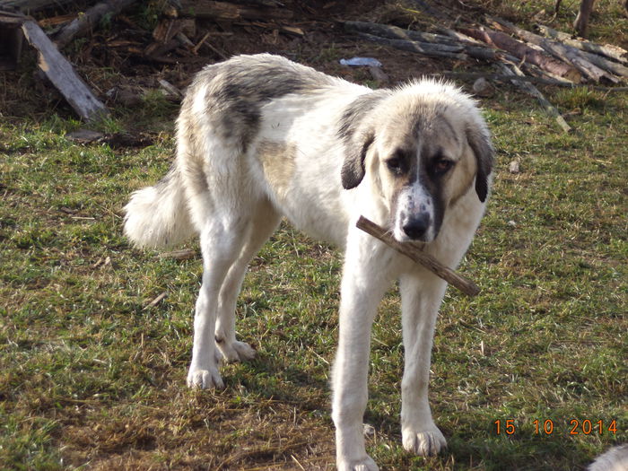 Mama la cateii mititei-carpatini