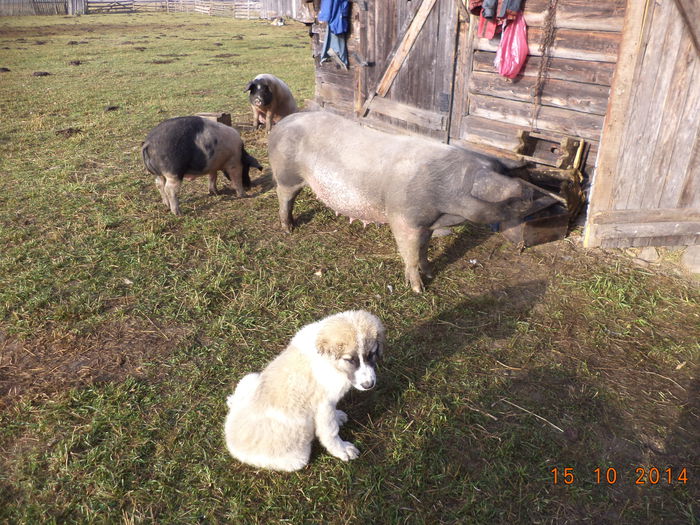 Porcii asteapta ceva bun-7 - La Stana in Arinis sa ne vedem caprele noastre