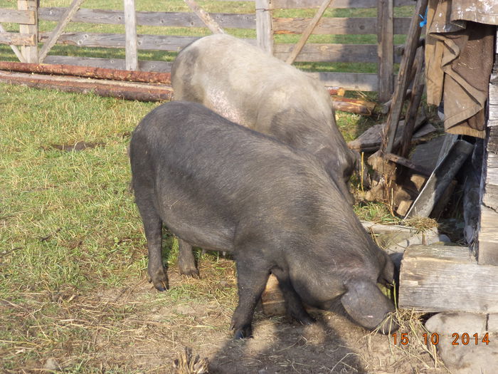 Porcii cauta radacini - La Stana in Arinis sa ne vedem caprele noastre