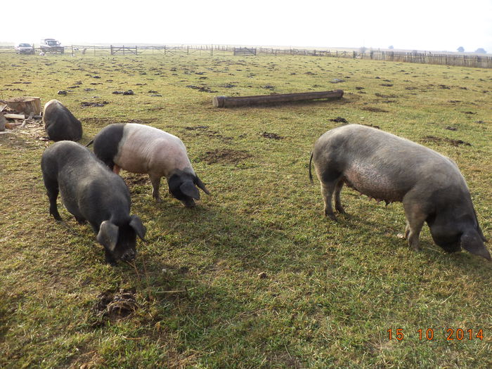 Porcii rama pe langa stana - La Stana in Arinis sa ne vedem caprele noastre
