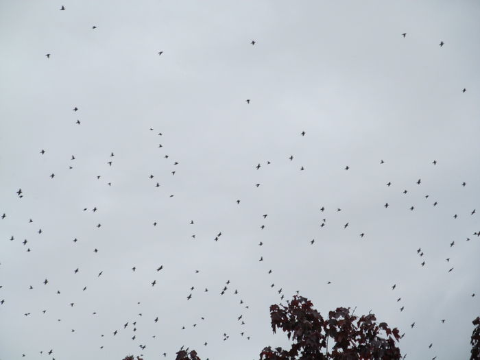 IMG_2509 - din Balcon