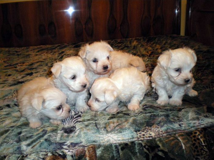 maltese0001