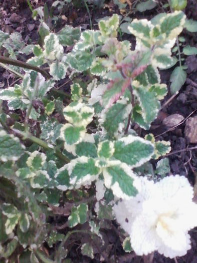 menta variegata