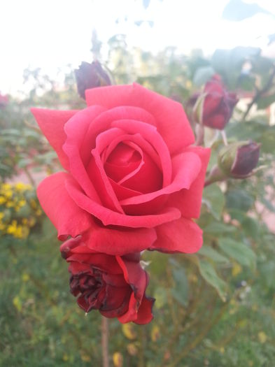 20141015_165339 - trandafiri 2014
