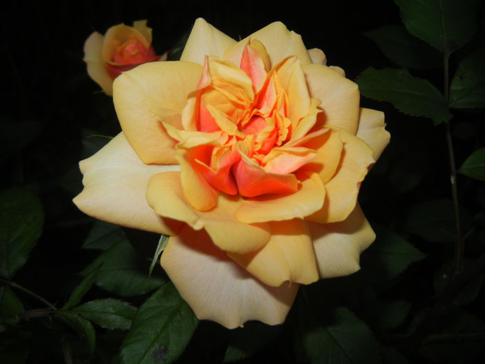 Orange Miniature Rose (2014, May 26)