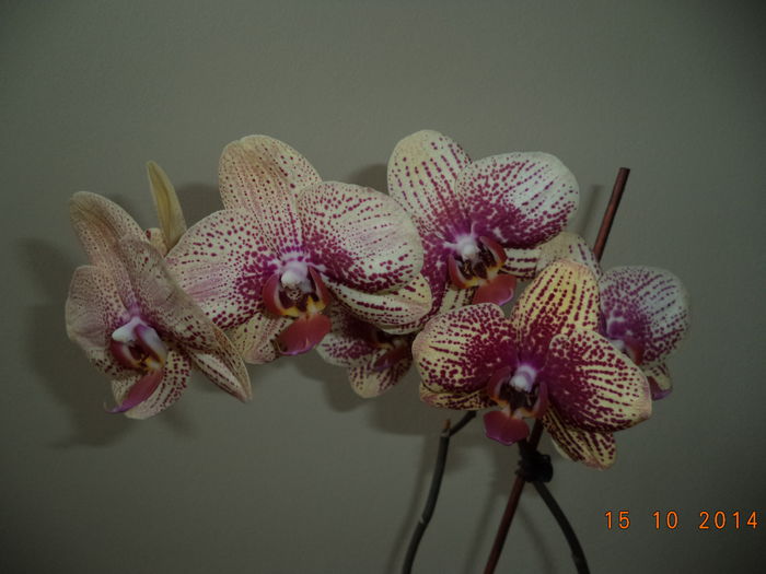 DSC01636