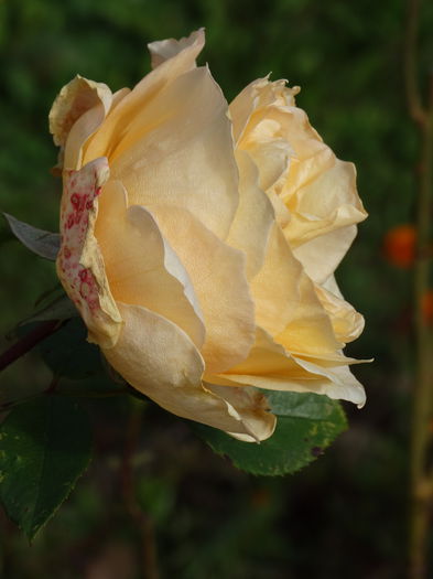 DSC00059
