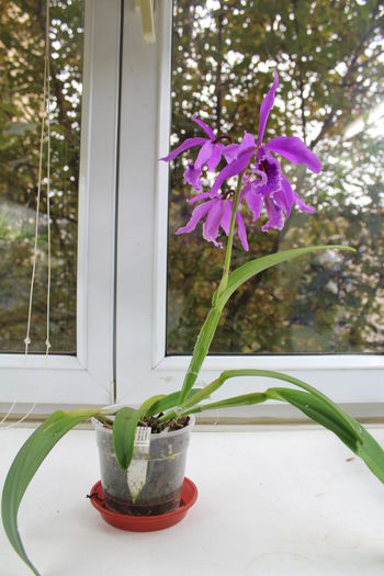 Cattleya maxima - Orhidee