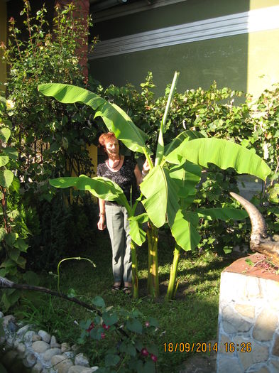 Picture 2675 - Banan