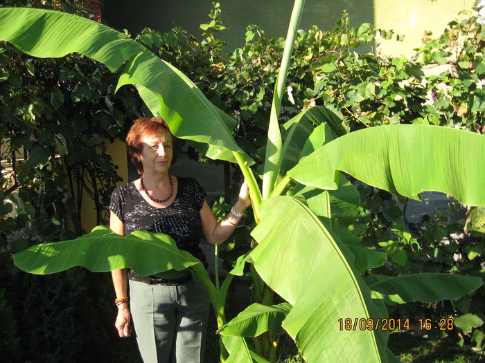 Picture 2678 - Banan