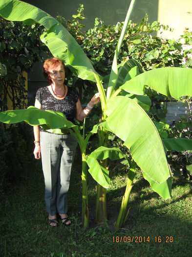 Picture 2679 - Banan