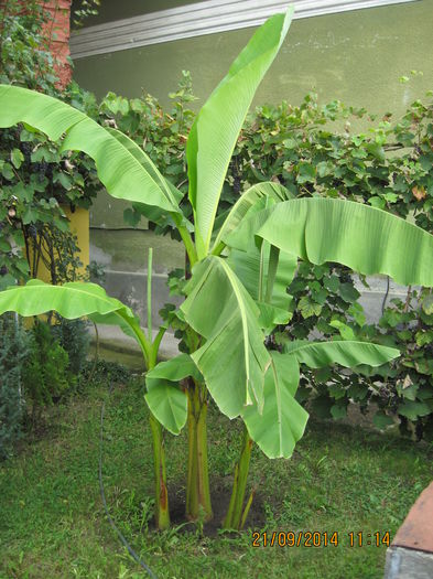 Picture 2724 - Banan