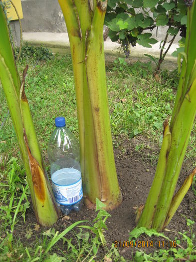 Picture 2725 - Banan