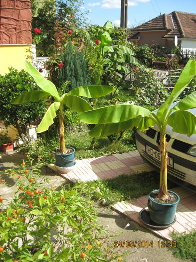 Picture 2745 - Banan