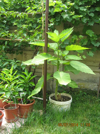 Dupa un inceput timid..... - 3 BRUGMANSIA