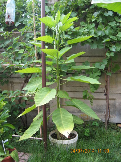 incepem sa ne ridicam..... - 3 BRUGMANSIA