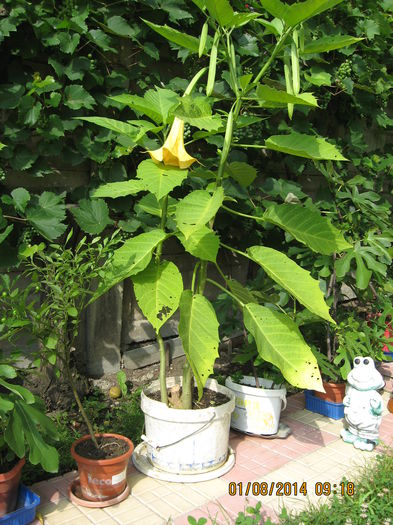 si in 2014 ,copacel, copacel.... - 3 BRUGMANSIA