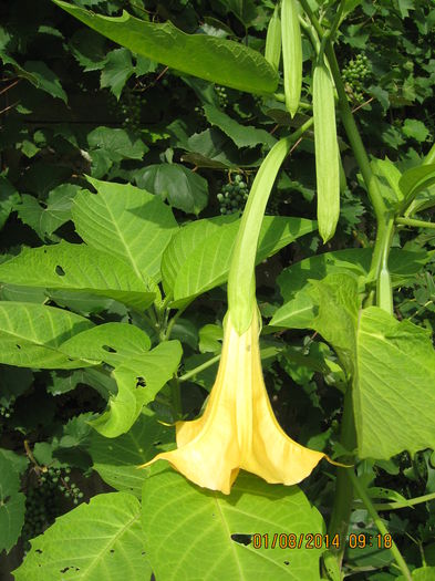 iar primele flori incep sa ne incinte..... - 3 BRUGMANSIA