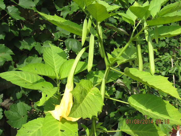cu bogatia parfumului si..... - 3 BRUGMANSIA