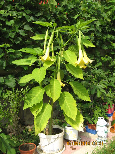si galbenul odihnitor si catifelat.... - 3 BRUGMANSIA