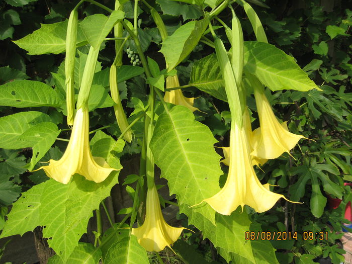 ca somnul unui bebelus. - 3 BRUGMANSIA