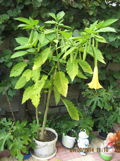 Picture 2712 - 3 BRUGMANSIA