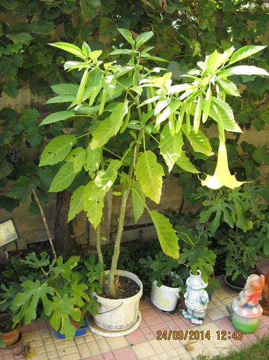 Picture 2746 - 3 BRUGMANSIA