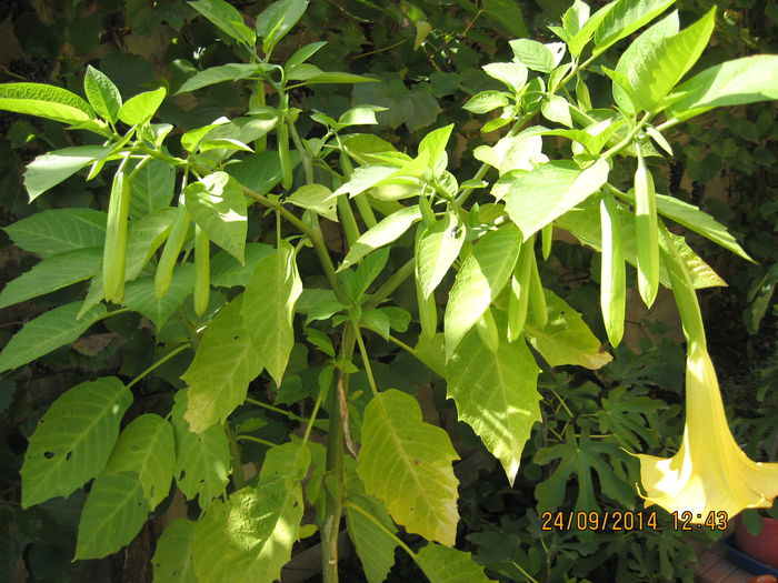 Picture 2747 - 3 BRUGMANSIA