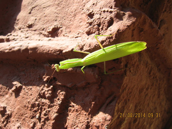 Picture 2510 - 7 GIZE INSECTE BROTACEI