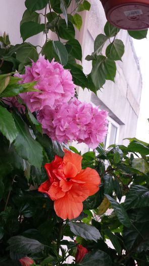 20141016_130630 - Hibiscusi