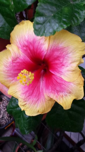 20141016_130706 - Hibiscusi