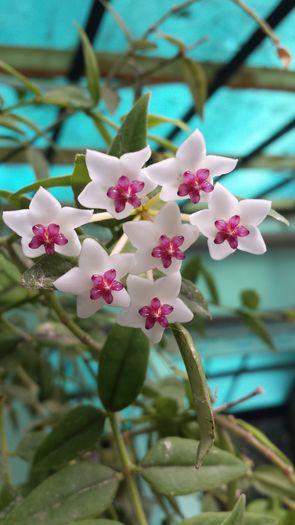 20141012_144934 - Florile mamei 2014