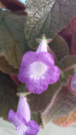 20141012_144950 - Florile mamei 2014