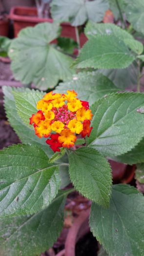 20141012_144802 - Florile mamei 2014