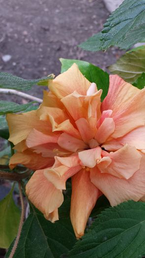 20140928_161435 - Florile mamei 2014