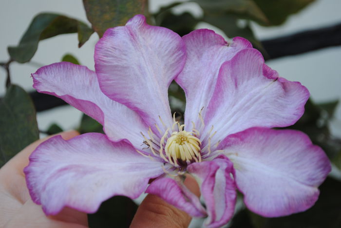clematis Betty Risdon - Trandafiri si clematite III