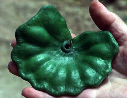 ENTEROLOBIUM Cyclocarpum - ao-alte seminte rare