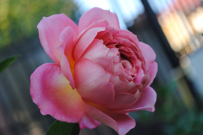 Jubilee Celebration - Trandafiri si clematite III