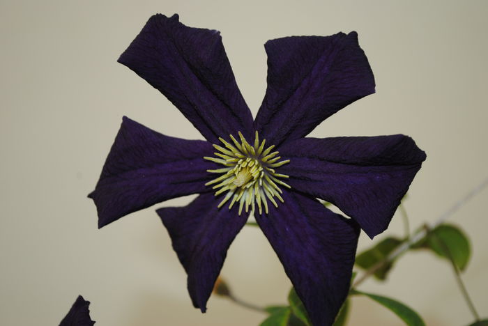clematis Romantika - Trandafiri si clematite III