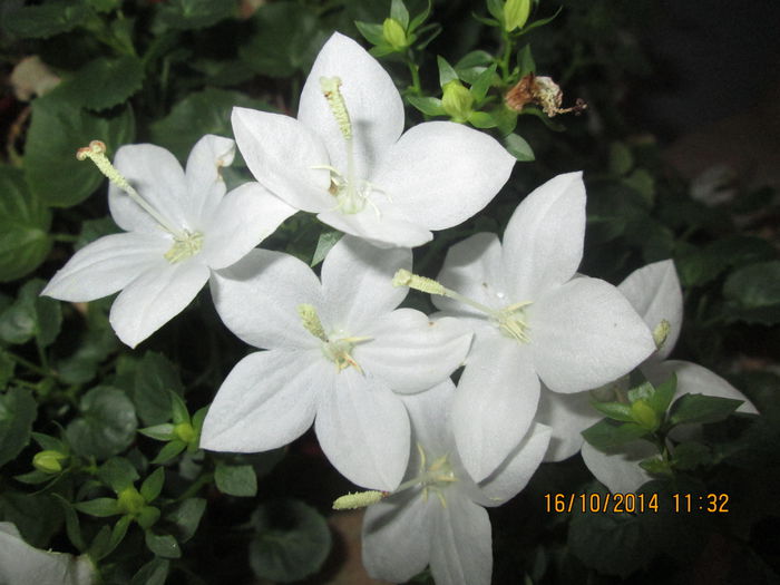 IMG_9014 - Florile mele in octombrie 2014