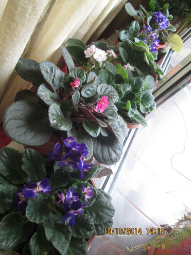 IMG_9024 - Florile mele in octombrie 2014