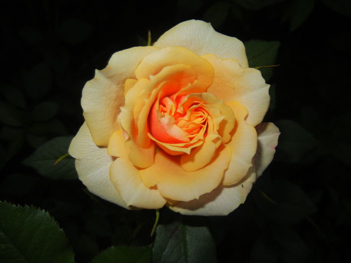 Orange Miniature Rose (2014, May 26)