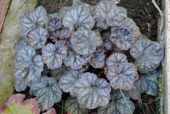 heuchera rave on - yyy 2014 gradina mea