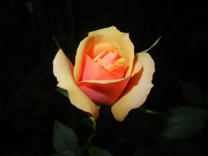 Orange Miniature Rose (2014, May 26)